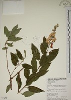 藏品(大葉溲疏)的圖片