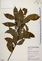 藏品(鼠刺)的圖片