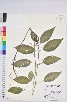 藏品(山靛)的圖片