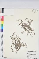藏品()的圖片