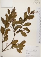 藏品(鼠刺)的圖片