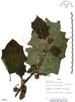 藏品(羊不食、毛茄)的圖片