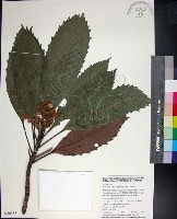 藏品(山枇杷、臺灣枇杷)的圖片