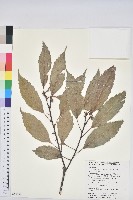 藏品(青剛櫟、鐵椆)的圖片