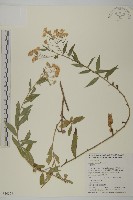 藏品(臺灣馬蘭)的圖片