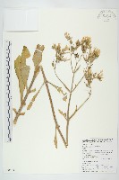 藏品(倒吊蓮、匙葉燈籠草)的圖片