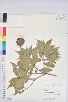 藏品(後大埔石櫟、煙斗柯)的圖片