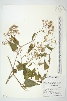 藏品(蔓黃菀)的圖片