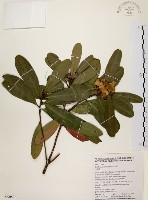 藏品(大頭茶)的圖片