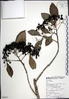 藏品(樹杞)的圖片