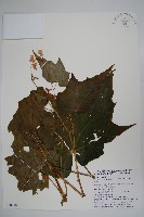 藏品(水鴨腳)的圖片