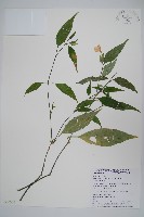 藏品(長花九頭獅子草、山藍)的圖片