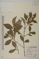 藏品(福建賽衛矛、福建假衛矛)的圖片