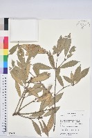 藏品(赤皮、赤皮椆)的圖片