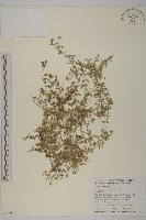 藏品(阿里山繁縷)的圖片