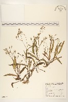 藏品(兔仔菜)的圖片