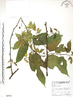 藏品(小構樹)的圖片