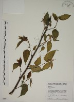 藏品(小桑樹)的圖片