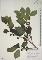 藏品(牛乳榕)的圖片