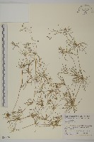 藏品(大瓜槌草)的圖片