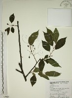 藏品(霧社山櫻花)的圖片