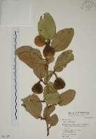 藏品(薜荔)的圖片