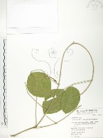 藏品(肥豬豆)的圖片