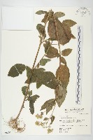 藏品(霍香薊)的圖片