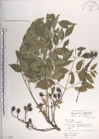 藏品(楝、苦楝)的圖片