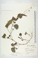 藏品(紫背草)的圖片