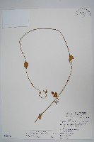 藏品(武靴藤)的圖片