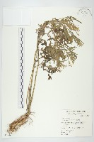 藏品(銀膠菊)的圖片