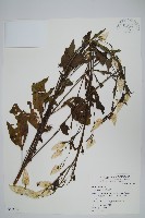 藏品(青葙)的圖片