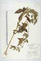 藏品(貓腥草)的圖片