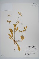 藏品(假千日紅)的圖片