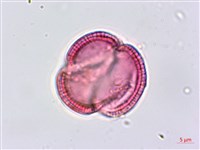 藏品(平原菟絲子)的圖片