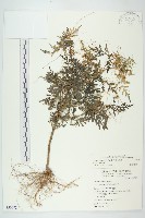 藏品(平原菟絲子)的圖片