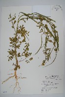 藏品(向天黃)的圖片