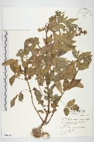 藏品(小白花鬼針)的圖片