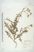 藏品(苦滇菜、苦菜)的圖片