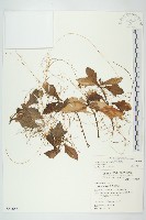 藏品(平原菟絲子)的圖片