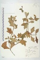 藏品(南美蟛蜞菊、三裂葉蟛蜞菊)的圖片