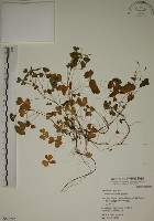 藏品(酢漿草)的圖片