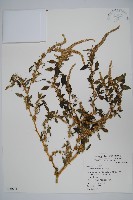 藏品(刺莧)的圖片