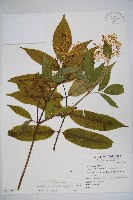 藏品(冇骨消)的圖片