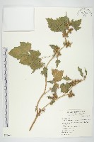 藏品(蒼耳)的圖片