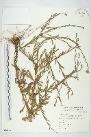 藏品(狗娃花)的圖片