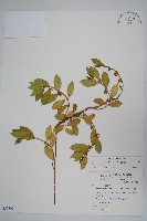 藏品(武靴藤)的圖片