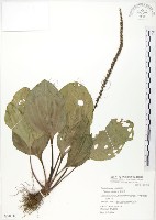 藏品(車前草)的圖片