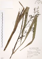 藏品(桔梗蘭)的圖片